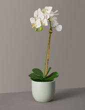 Load image into Gallery viewer, Faux Orchid Phalaenopsis
