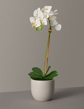 Load image into Gallery viewer, Faux Orchid Phalaenopsis
