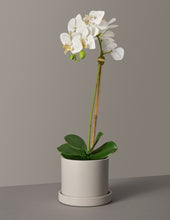 Load image into Gallery viewer, Faux Orchid Phalaenopsis
