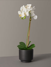 Load image into Gallery viewer, Faux Orchid Phalaenopsis
