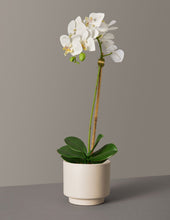 Load image into Gallery viewer, Faux Orchid Phalaenopsis
