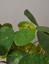 Load image into Gallery viewer, Faux Pilea Peperomioides
