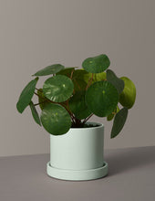 Load image into Gallery viewer, Faux Pilea Peperomioides
