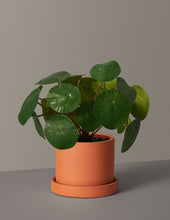 Load image into Gallery viewer, Faux Pilea Peperomioides

