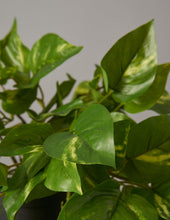 Load image into Gallery viewer, Faux Pothos
