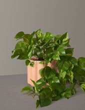 Load image into Gallery viewer, Faux Pothos
