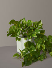 Load image into Gallery viewer, Faux Pothos
