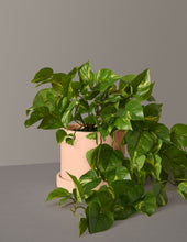 Load image into Gallery viewer, Faux Pothos
