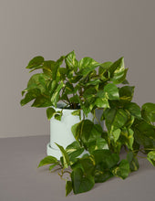 Load image into Gallery viewer, Faux Pothos
