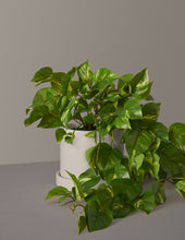 Load image into Gallery viewer, Faux Pothos
