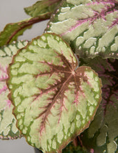 Load image into Gallery viewer, Faux Rex Begonia
