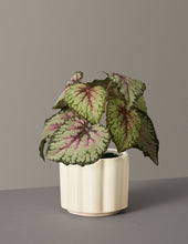 Load image into Gallery viewer, Faux Rex Begonia
