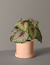 Load image into Gallery viewer, Faux Rex Begonia
