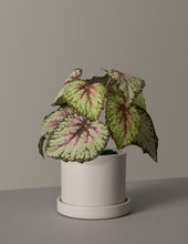 Load image into Gallery viewer, Faux Rex Begonia
