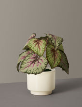 Load image into Gallery viewer, Faux Rex Begonia
