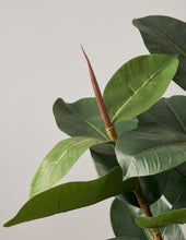 Load image into Gallery viewer, Faux Rubber Tree
