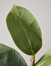 Load image into Gallery viewer, Faux Rubber Tree
