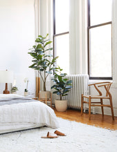 Load image into Gallery viewer, Faux Rubber Tree
