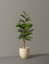 Load image into Gallery viewer, Faux Rubber Tree

