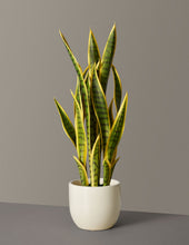 Load image into Gallery viewer, Faux Snake Laurentii
