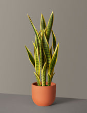 Load image into Gallery viewer, Faux Snake Laurentii
