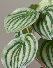 Load image into Gallery viewer, Faux Watermelon Peperomia
