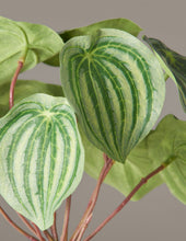 Load image into Gallery viewer, Faux Watermelon Peperomia
