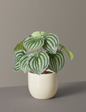 Load image into Gallery viewer, Faux Watermelon Peperomia
