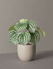 Load image into Gallery viewer, Faux Watermelon Peperomia
