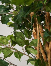 Load image into Gallery viewer, Faux Weeping Ficus Tree
