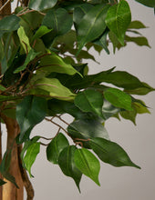 Load image into Gallery viewer, Faux Weeping Ficus Tree

