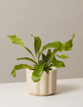 Load image into Gallery viewer, Staghorn Fern

