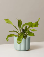 Load image into Gallery viewer, Staghorn Fern
