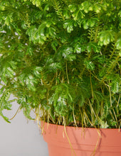 Load image into Gallery viewer, Frosty Fern
