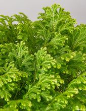 Load image into Gallery viewer, Frosty Fern
