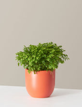 Load image into Gallery viewer, Frosty Fern
