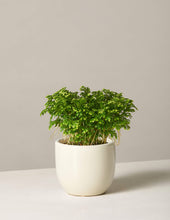 Load image into Gallery viewer, Frosty Fern
