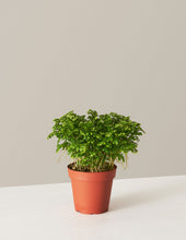 Load image into Gallery viewer, Frosty Fern
