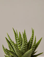 Load image into Gallery viewer, Haworthia Zebra
