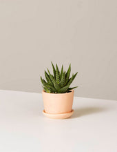 Load image into Gallery viewer, Haworthia Zebra
