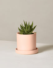 Load image into Gallery viewer, Haworthia Zebra
