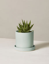 Load image into Gallery viewer, Haworthia Zebra
