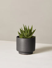 Load image into Gallery viewer, Haworthia Zebra
