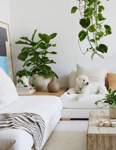 Load image into Gallery viewer, Large Fiddle Leaf Fig Bush
