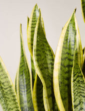 Load image into Gallery viewer, Large Snake Laurentii
