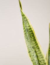 Load image into Gallery viewer, Large Snake Laurentii
