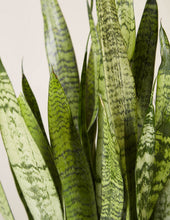 Load image into Gallery viewer, Large Snake Zeylanica

