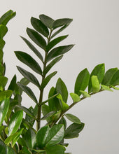 Load image into Gallery viewer, Large ZZ Plant
