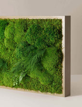 Load image into Gallery viewer, Large Preserved Living Wall
