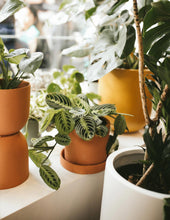 Load image into Gallery viewer, Maranta
